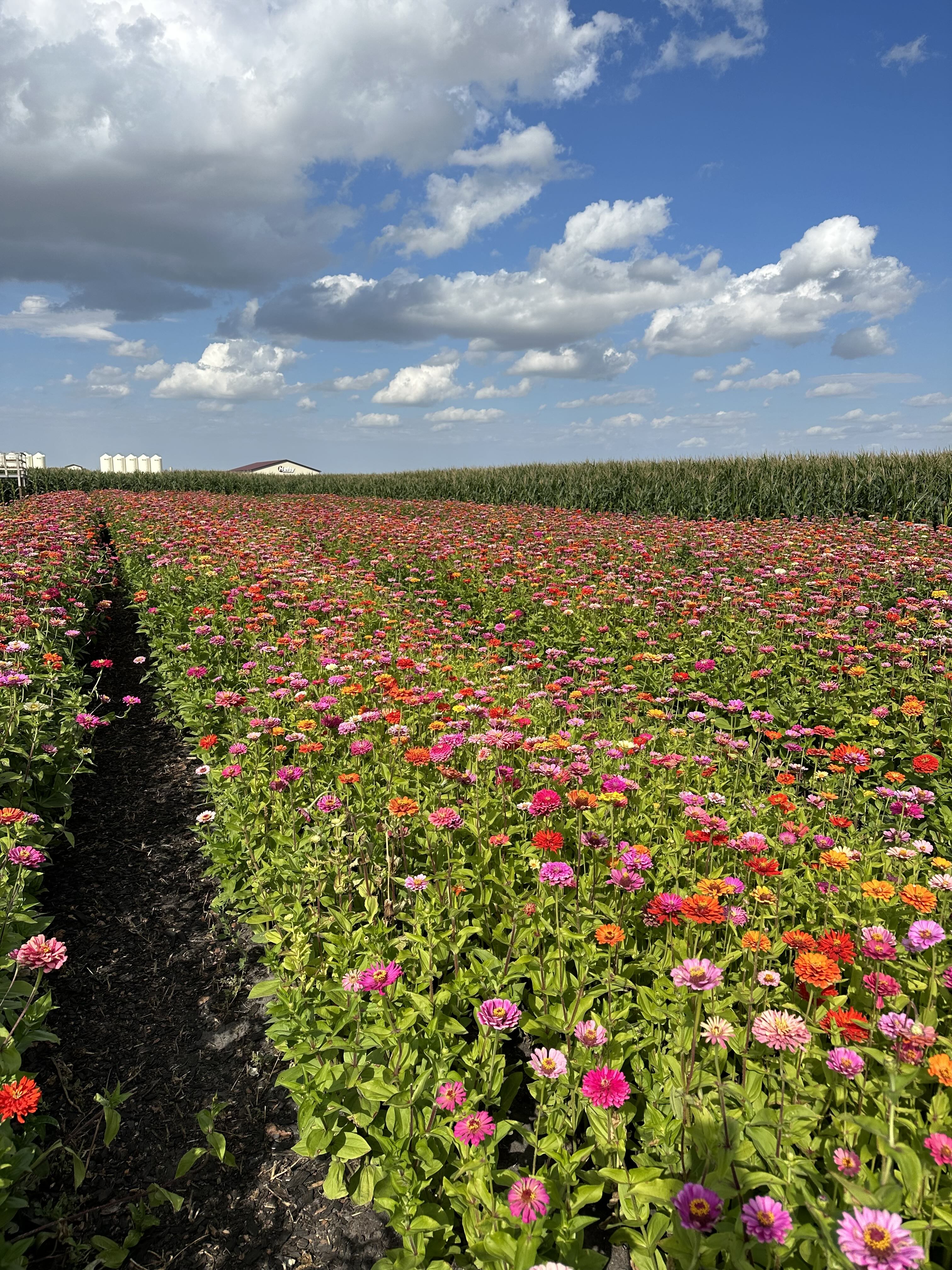 Flower field in full bloom