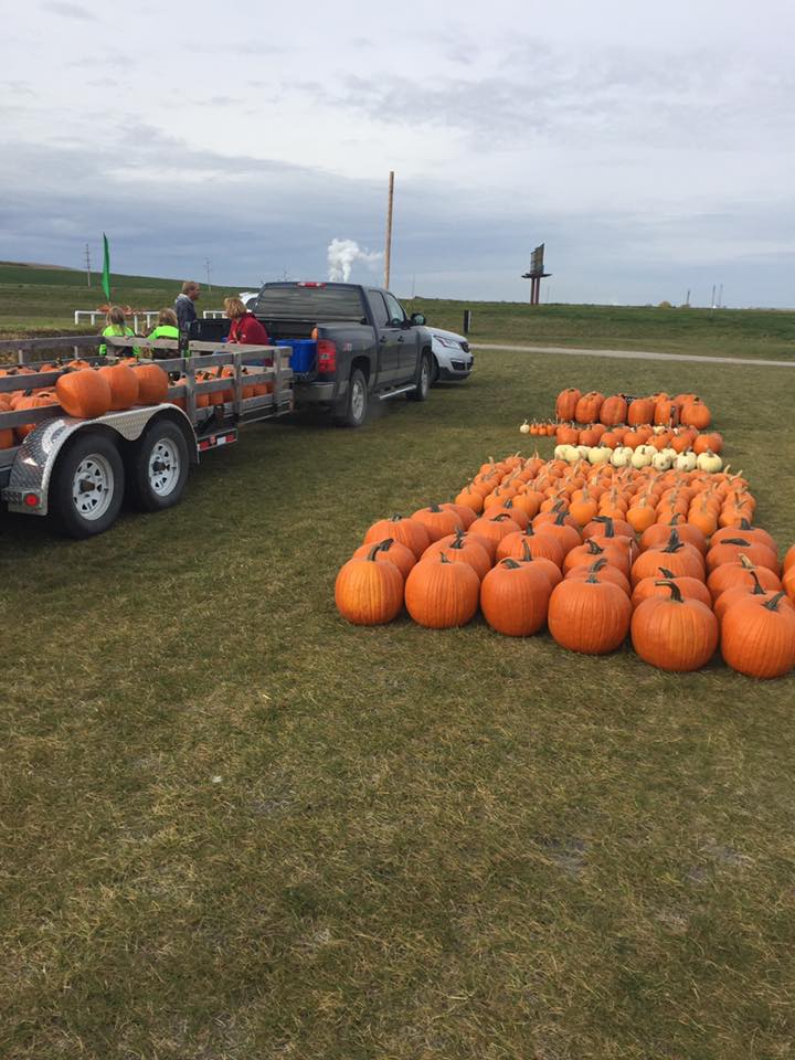 Pumpkins for sale